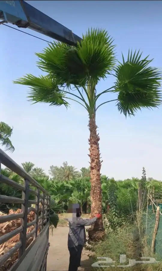 نخل واشنطني للبيع باسعار مناسبة 18