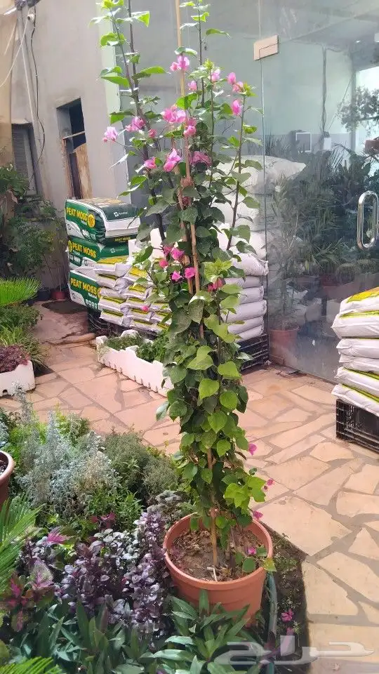 مشتل ابوياسر لزراعة الحديقه 5