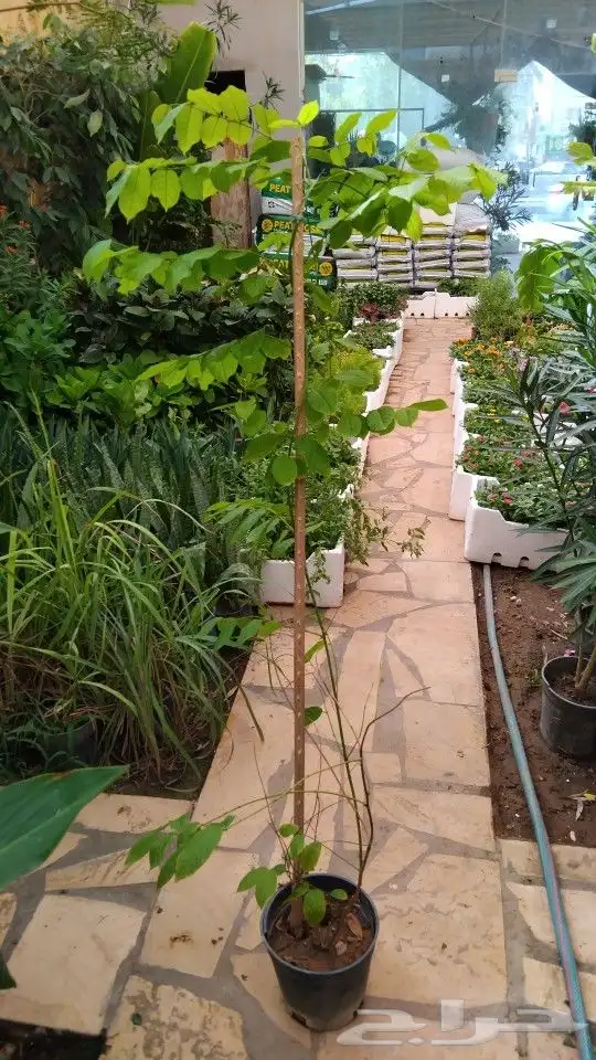 مشتل ابوياسر لزراعة الحديقه 8