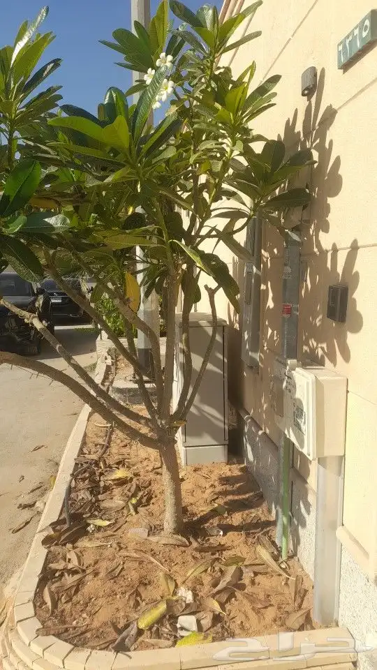 مشتل ابوعبدالله 3