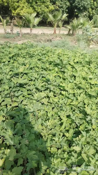 التين التركي السكري 0