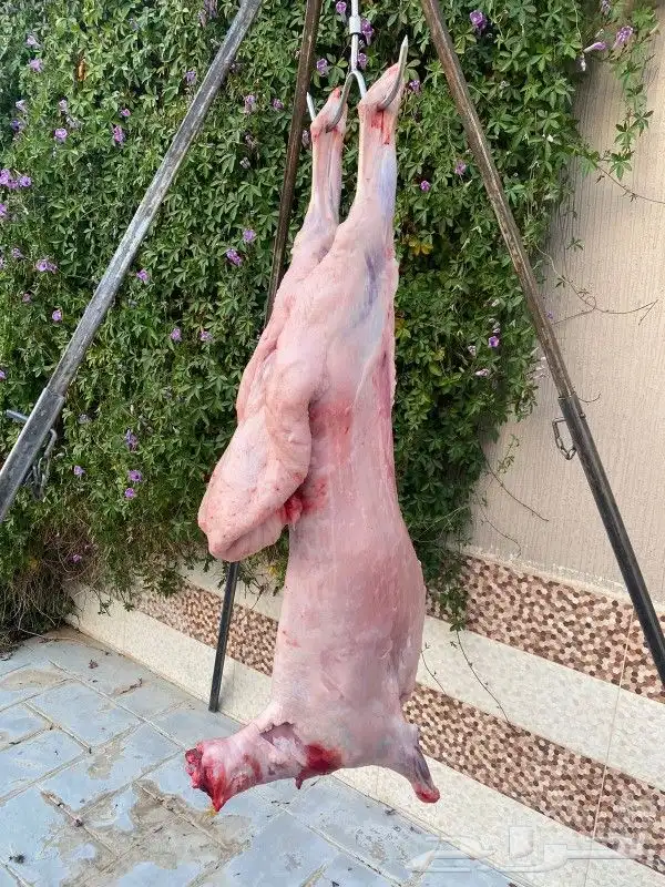 معلم مشويات خارجيه مشاوي خارجيه مقلقل دوار السعاده الرياض 7