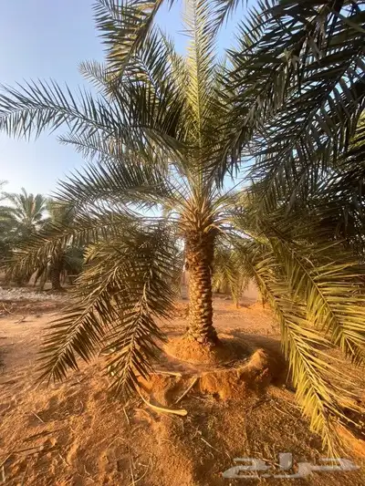 قلع وغرس وتوريد ونقل جميع انواع النخيل 4