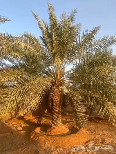 قلع وغرس وتوريد ونقل جميع انواع النخيل 3