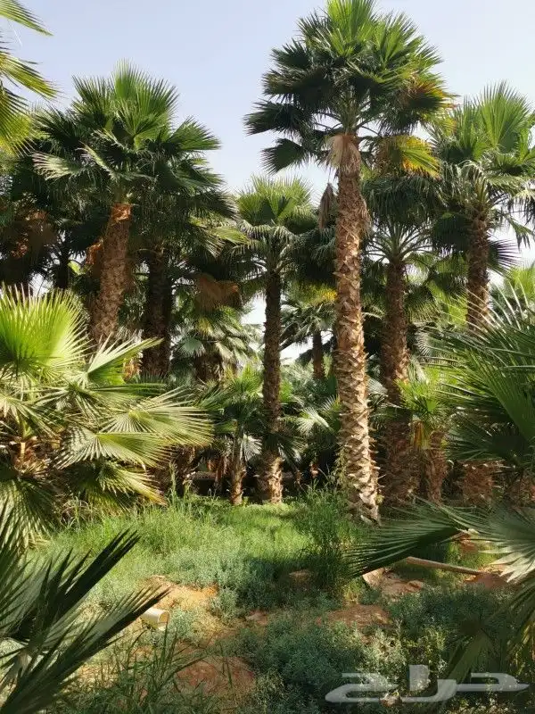 زراعه نخيل 1