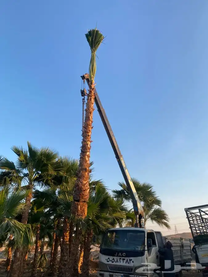 نخل واشنطني للبيع باسعار مناسبة 0