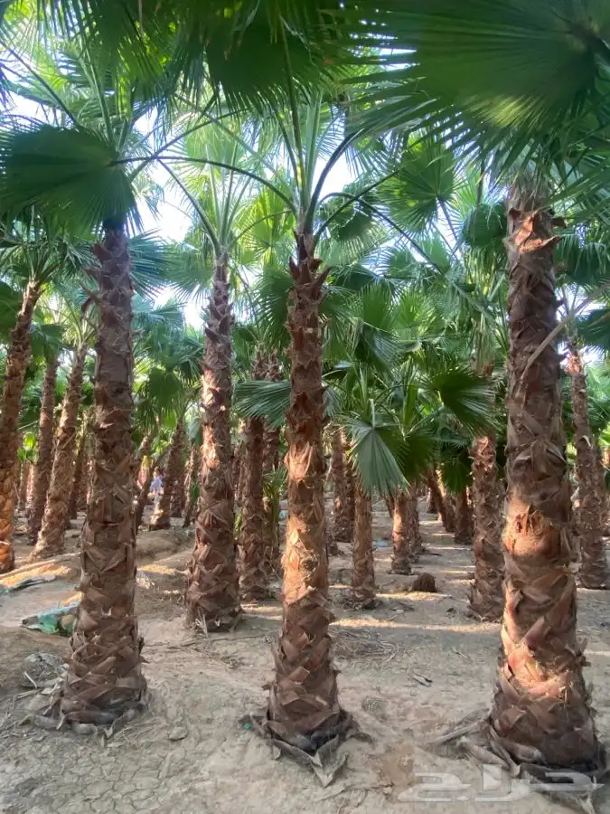 نخل واشنطني للبيع باسعار مناسبة 13