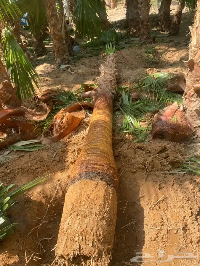 نخل واشنطني للبيع باسعار مناسبة 5