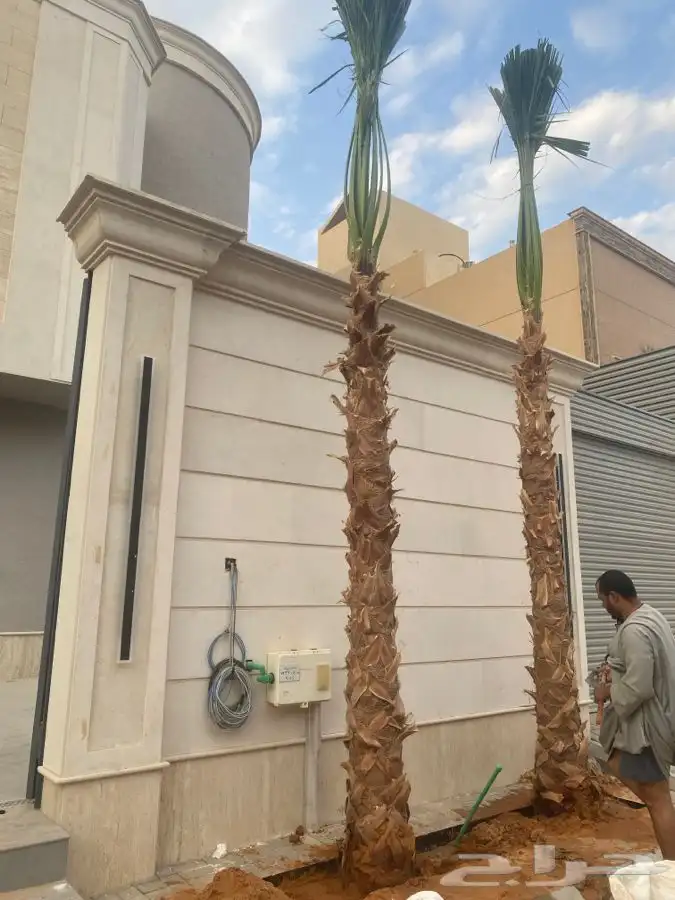 نخل واشنطني للبيع باسعار مناسبة 9