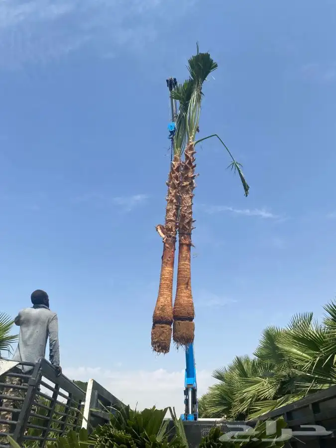 نخل واشنطني للبيع باسعار مناسبة 6