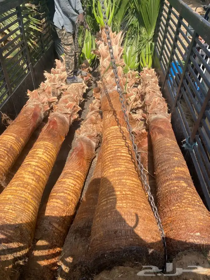 نخل واشنطني للبيع باسعار مناسبة 4