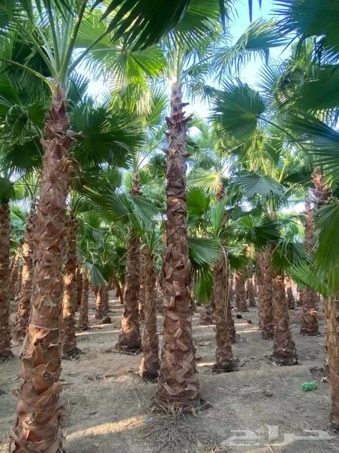 نخل واشنطني للبيع باسعار مناسبة 14