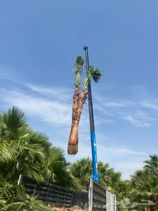 نخل واشنطني للبيع باسعار مناسبة 8