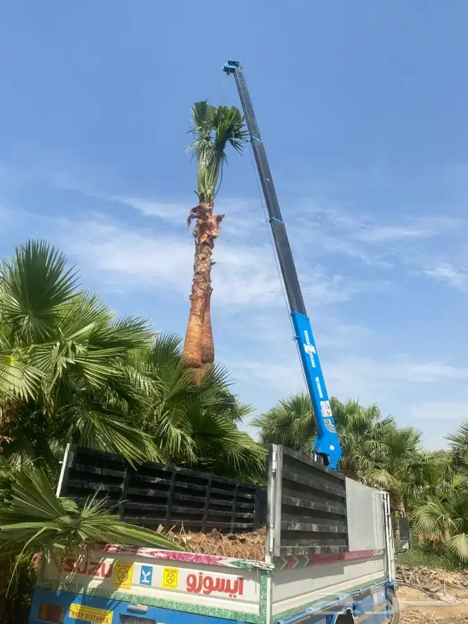 نخل واشنطني للبيع باسعار مناسبة 7