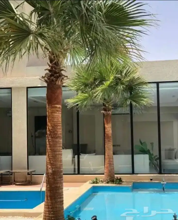 نخل واشنطني للبيع باسعار مناسبة 12