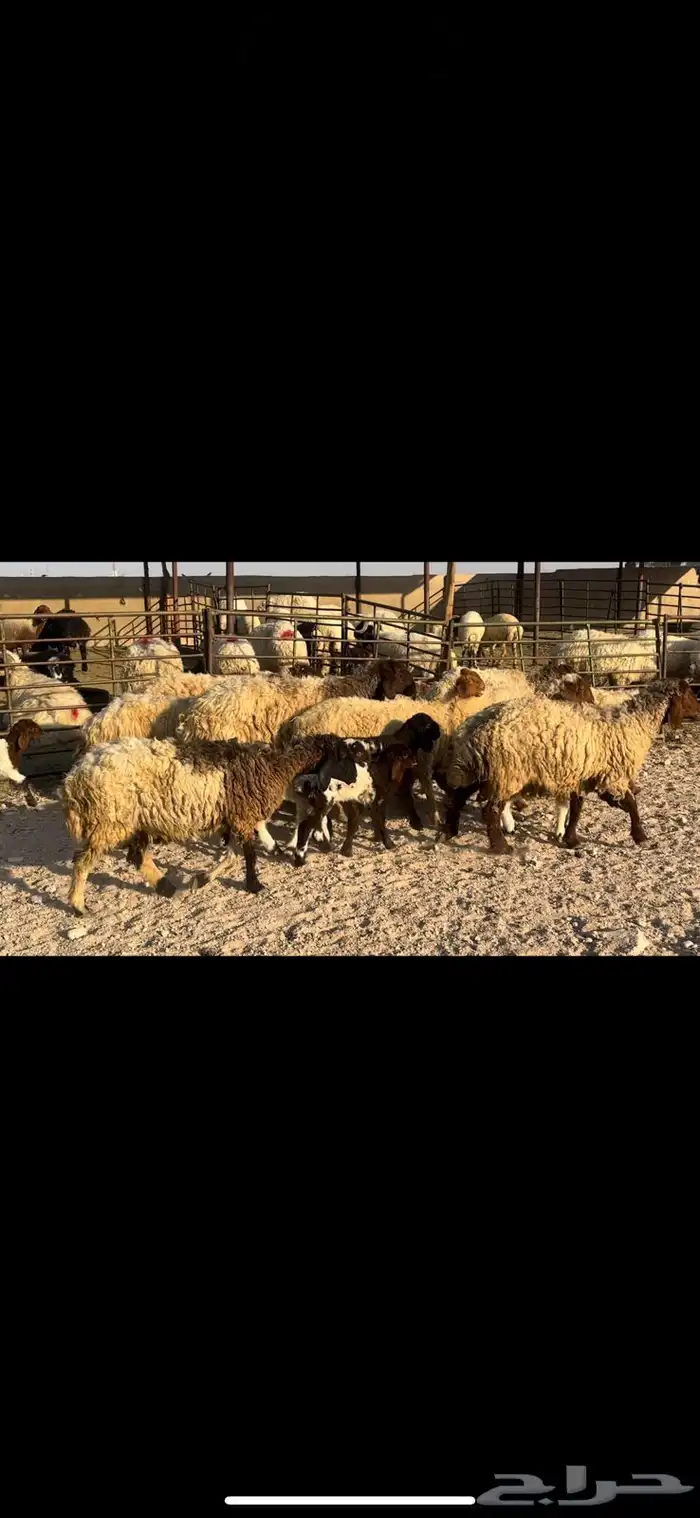 غنم نعيم مطافيل 1