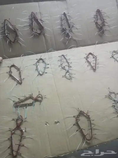 شبك لصيد الصقور 1