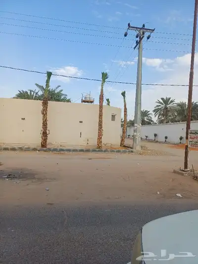 قلع وغرس وتوريد ونقل جميع انواع النخيل 2