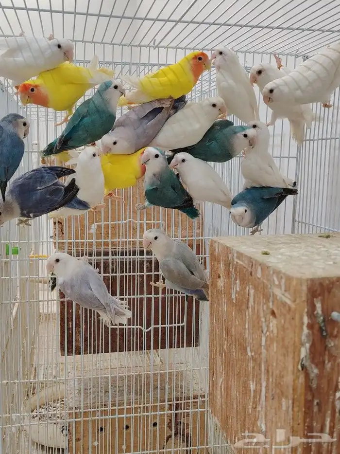 جمله روز فواخر مشكله 1