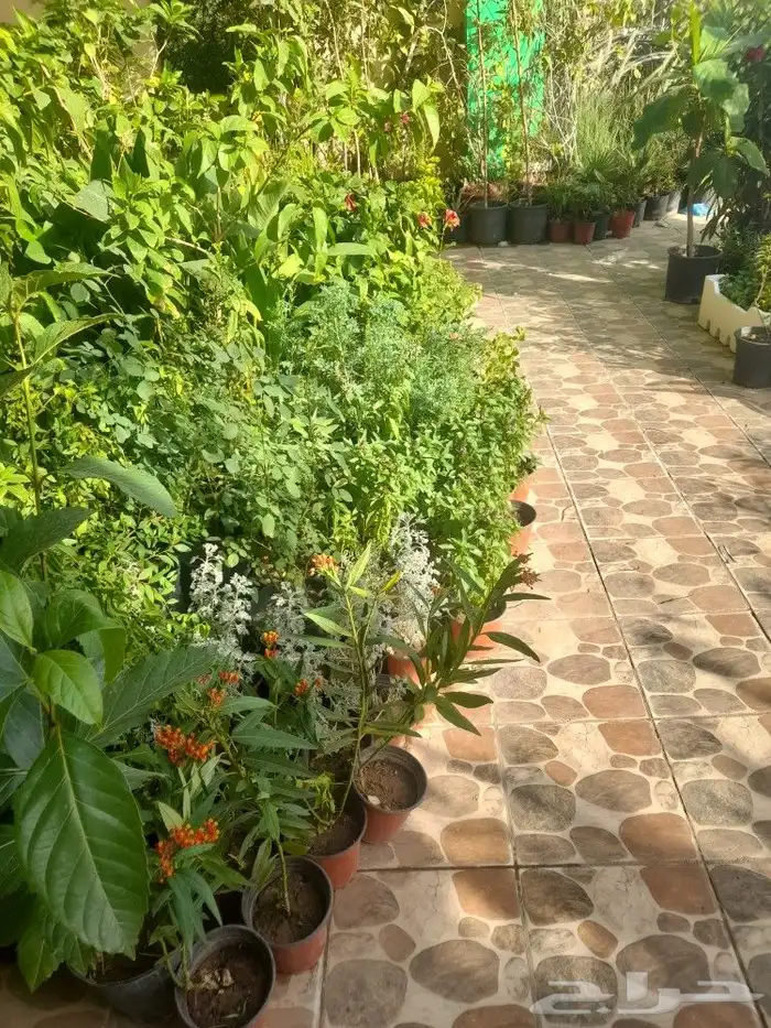 مشتل ابوعبدالله 9