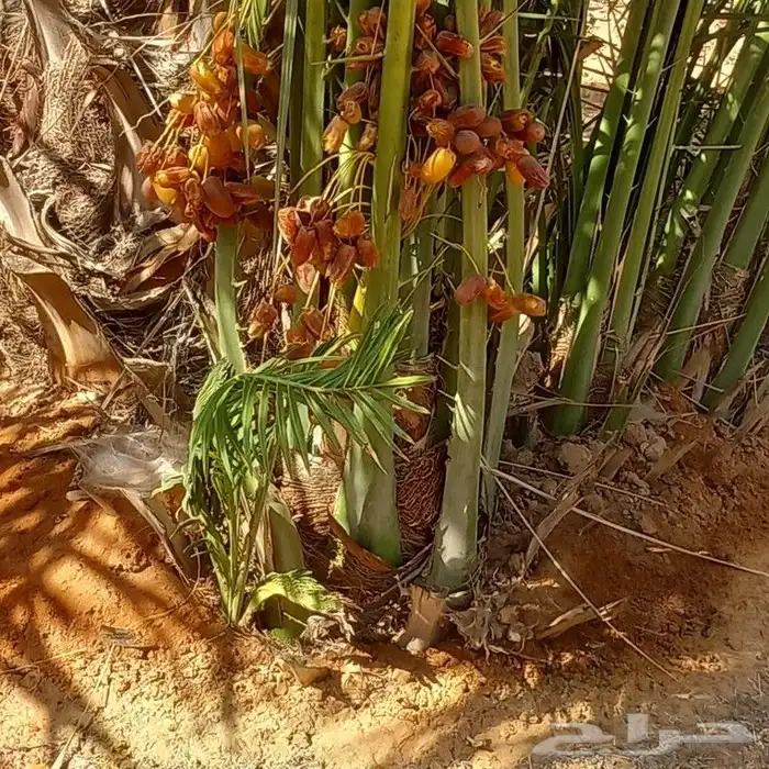 نخيل مثمرة 4