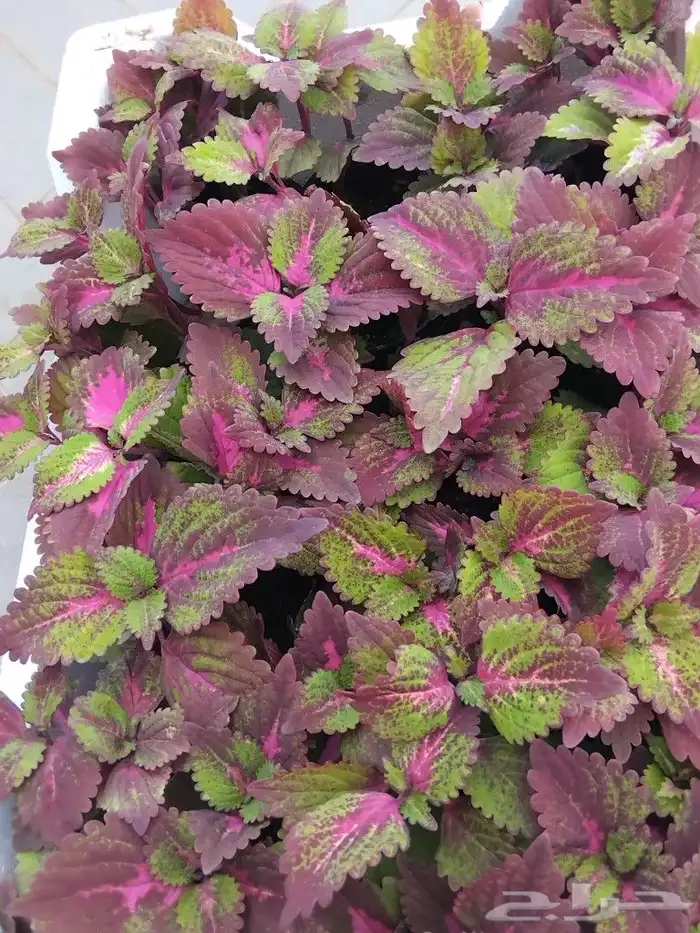 مشتل ابوياسر لزراعة الحديقه 3