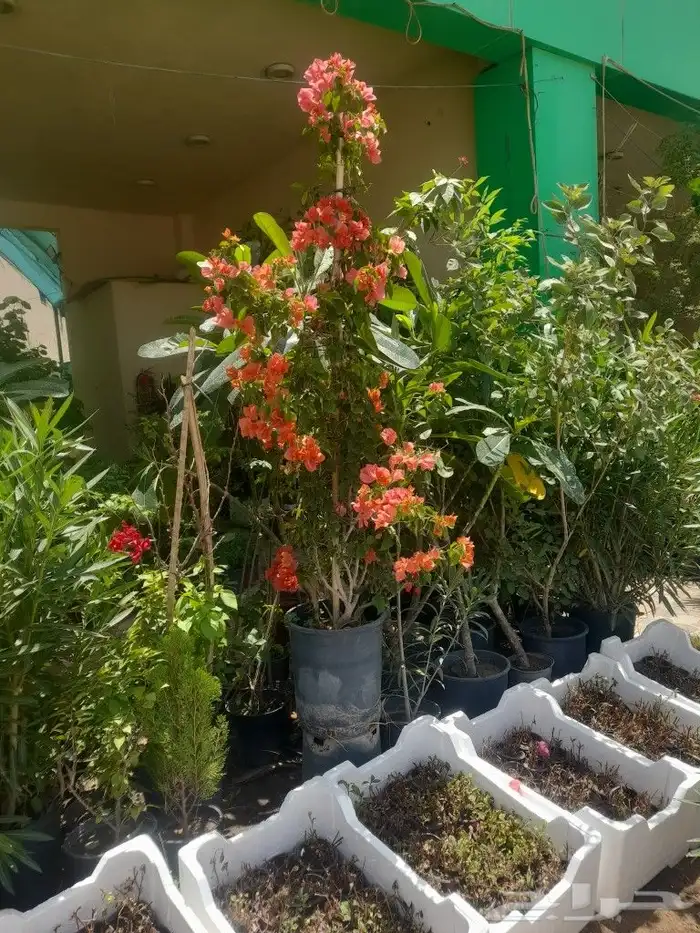 مشتل ابوعبدالله 0