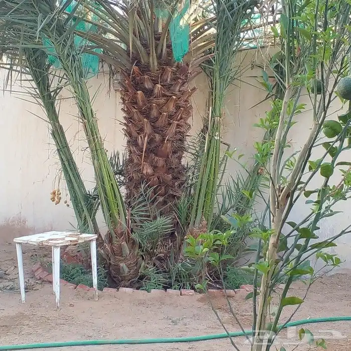 نخيل مثمر نوايع شمشوله حوشانه شيرازي سلطانه عنبره 5