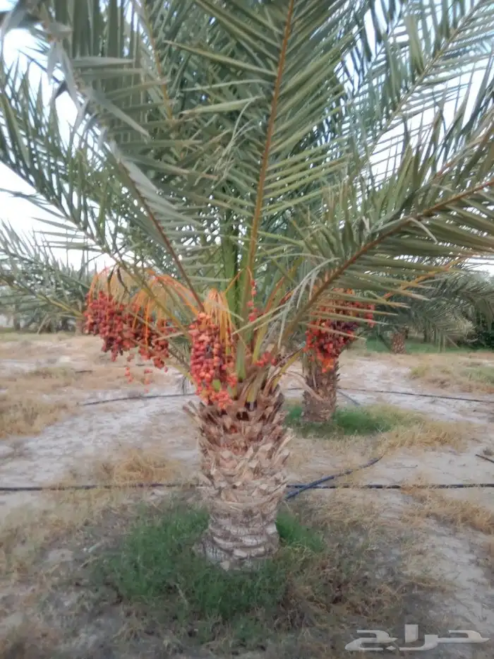 زراعه نخيل 6