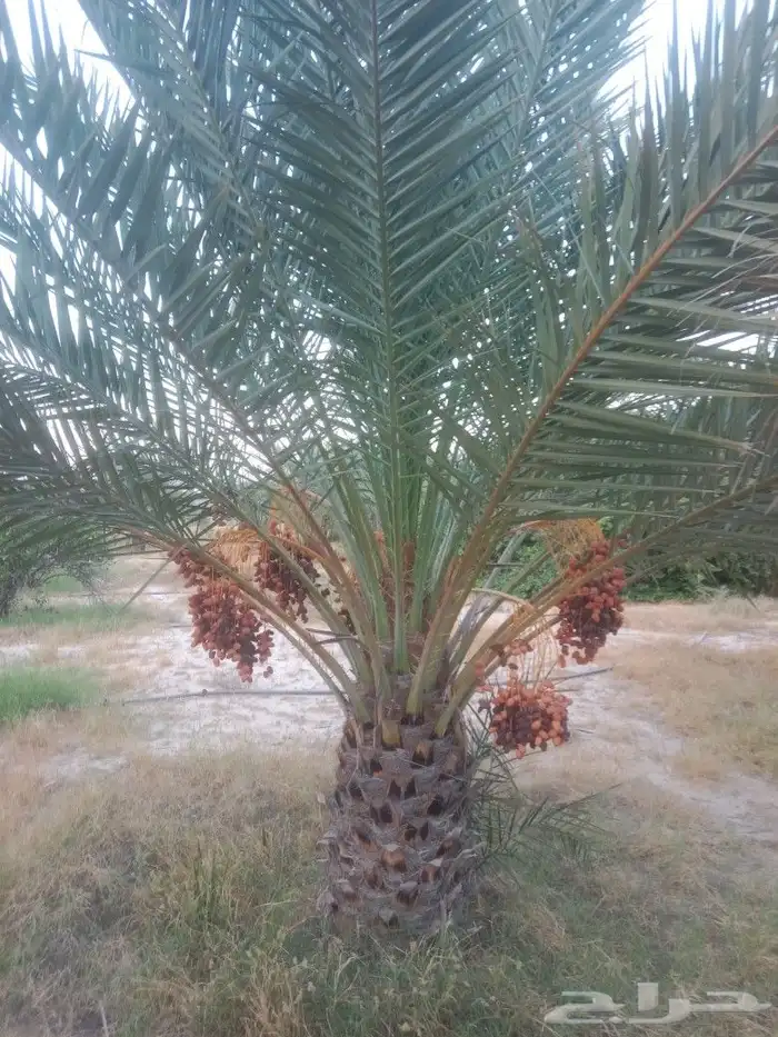 زراعه نخيل 3