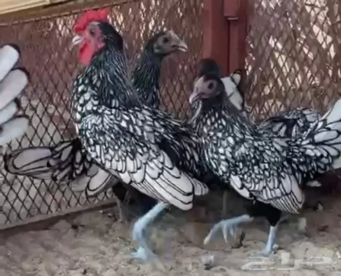 اعلان بيعه لدجاج زينه 0