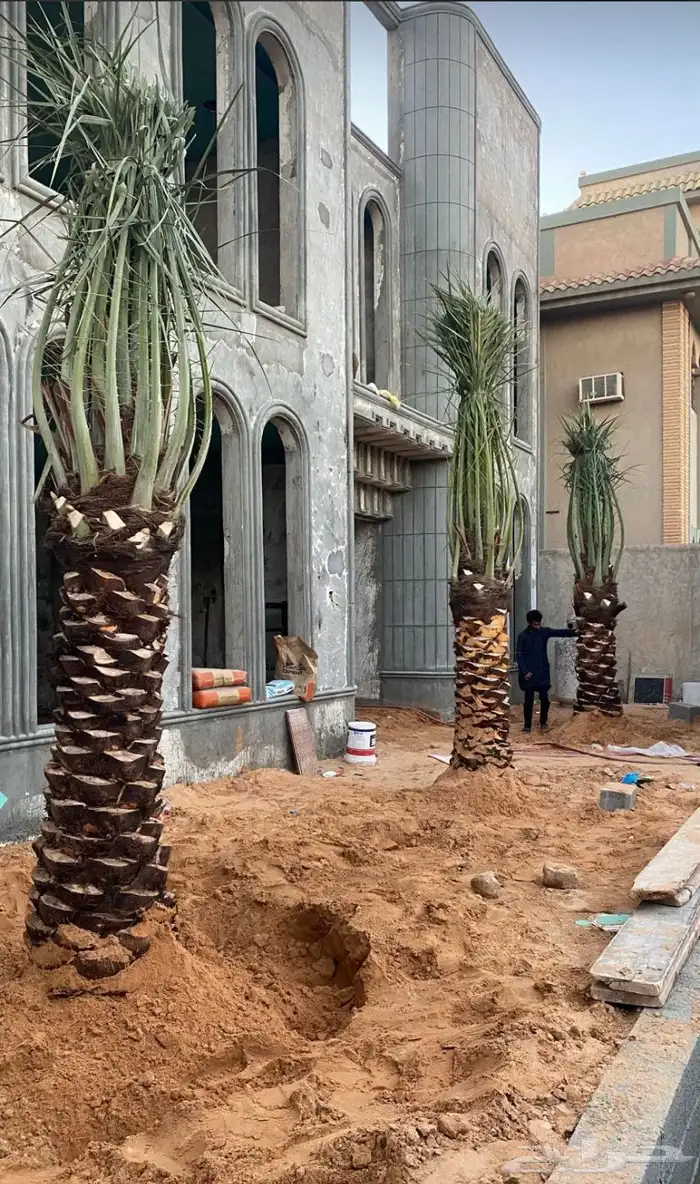 نخل مثمر طالع من القصيم للغربيه الطايف مكه جده 2