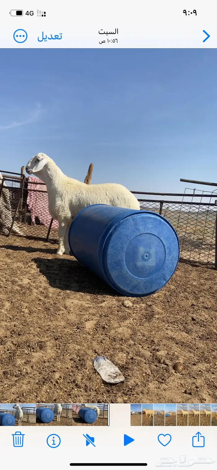 مشاريع فحول حري صنف طيبه 8