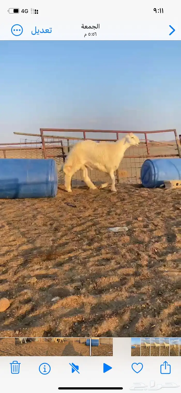 مشاريع فحول حري صنف طيبه 4