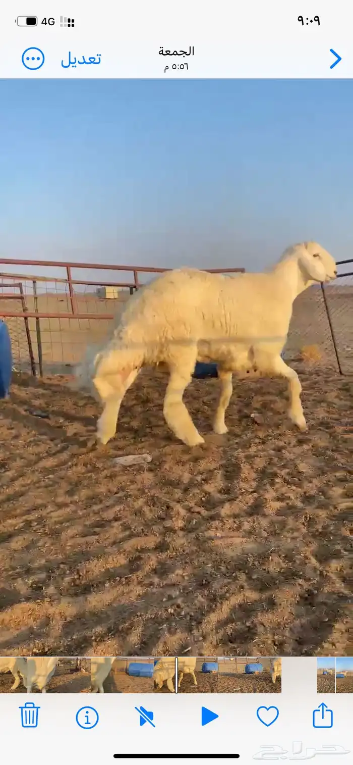 مشاريع فحول حري صنف طيبه 3