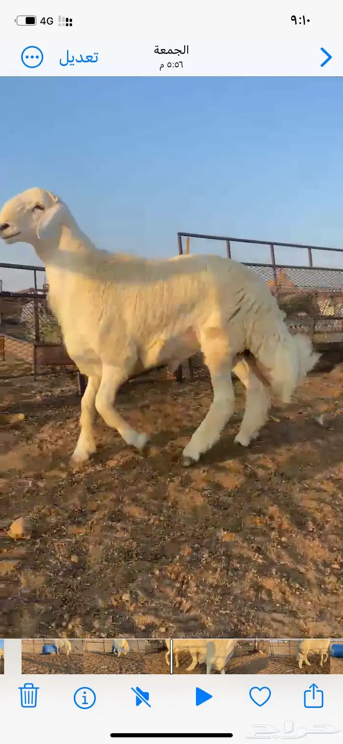 مشاريع فحول حري صنف طيبه 1