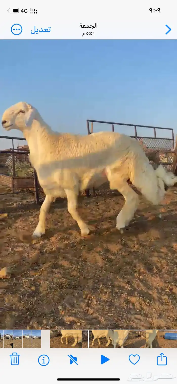 مشاريع فحول حري صنف طيبه 2