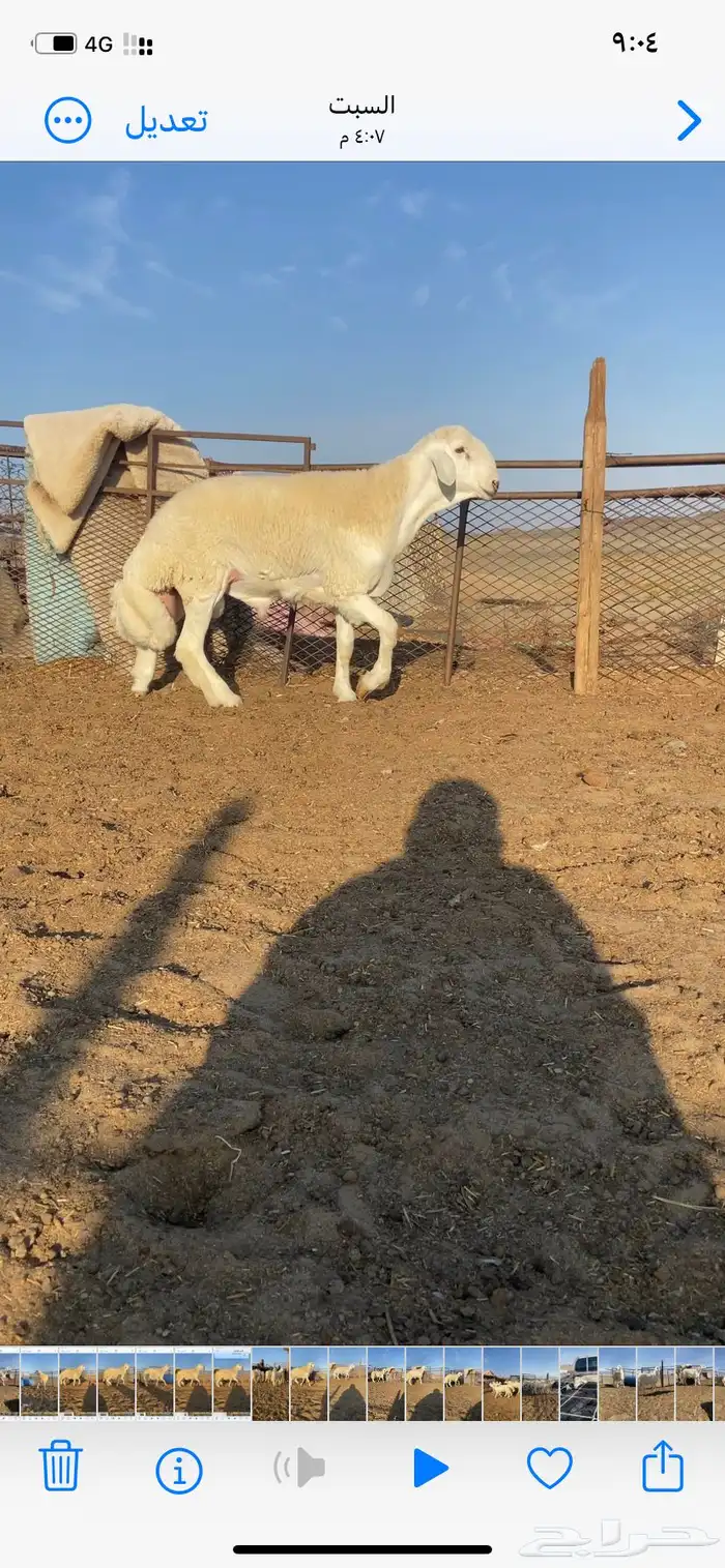 مشاريع فحول حري صنف طيبه 0