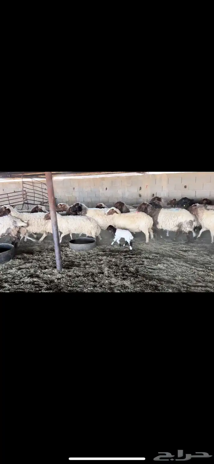 غنم نعيم دفيع 2