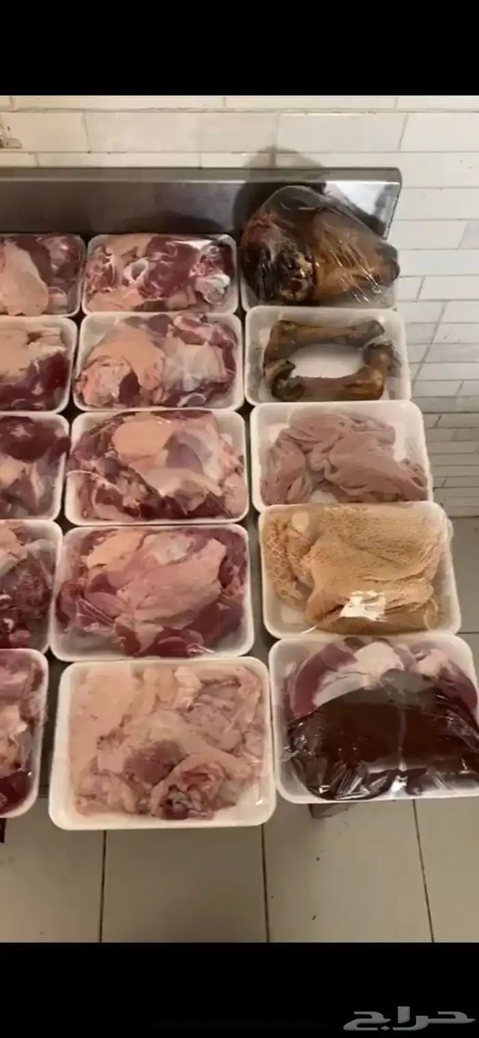 طليان وتيوس 8