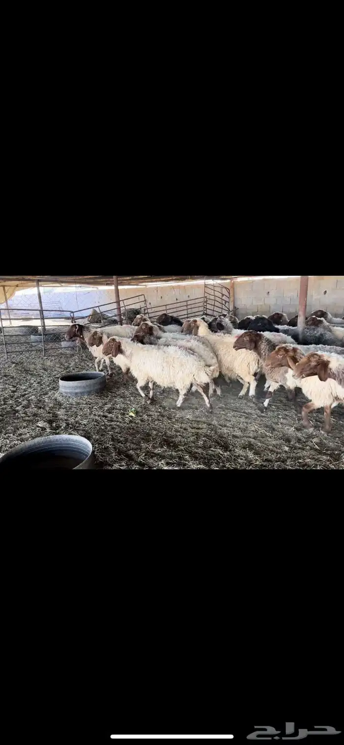 غنم نعيم دفيع 4