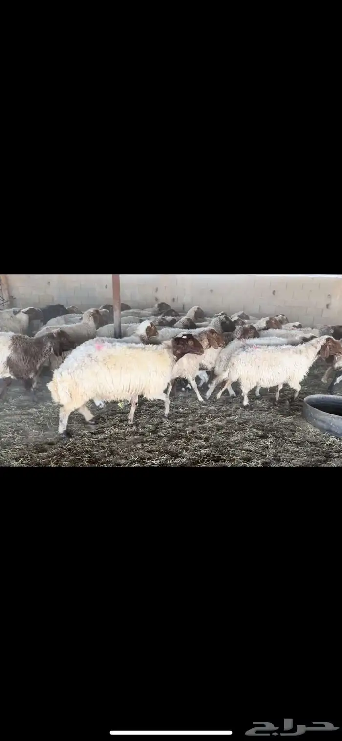 غنم نعيم دفيع 0