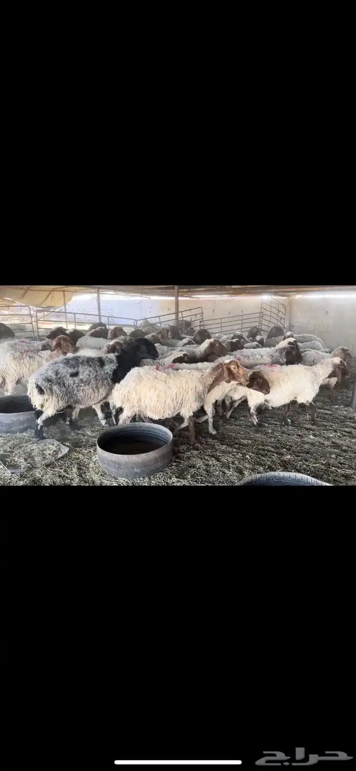 غنم نعيم دفيع 1