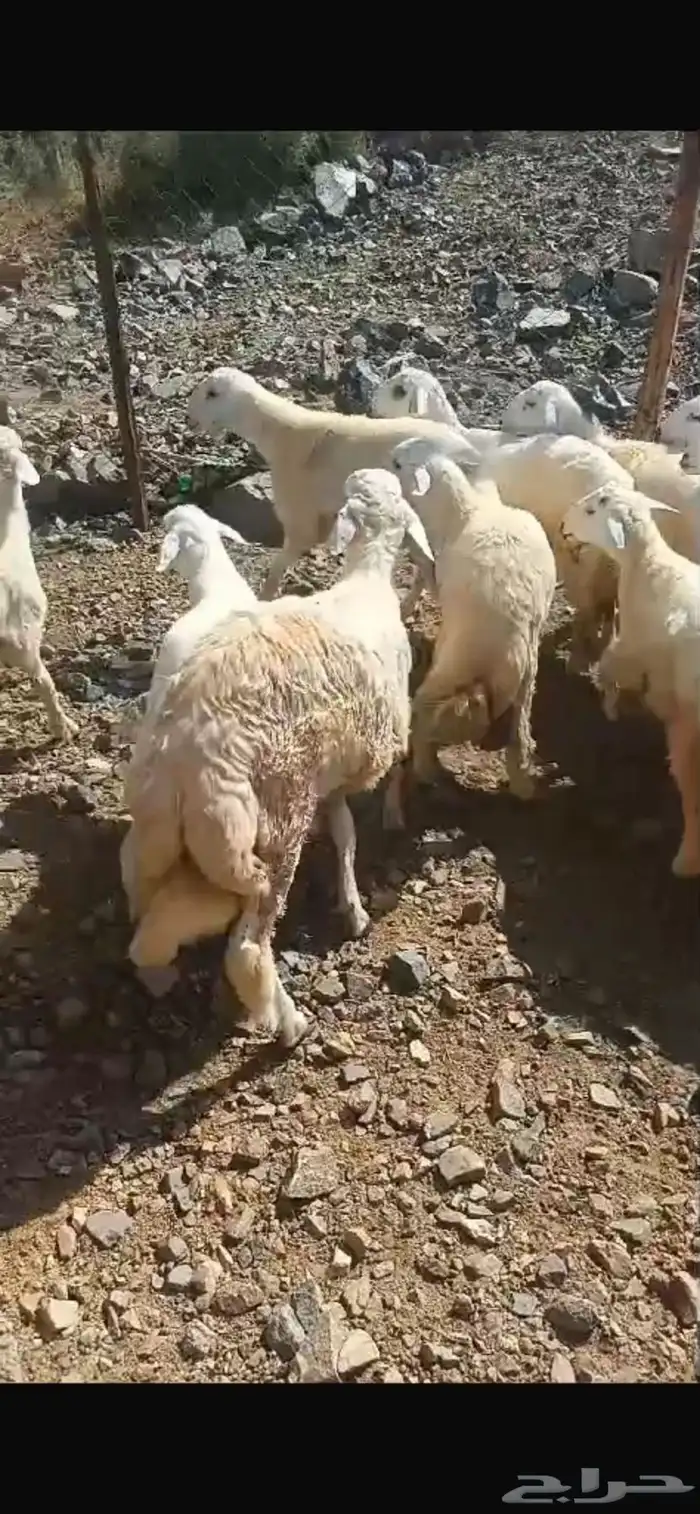 تيوس عوارض وطليان حري 3