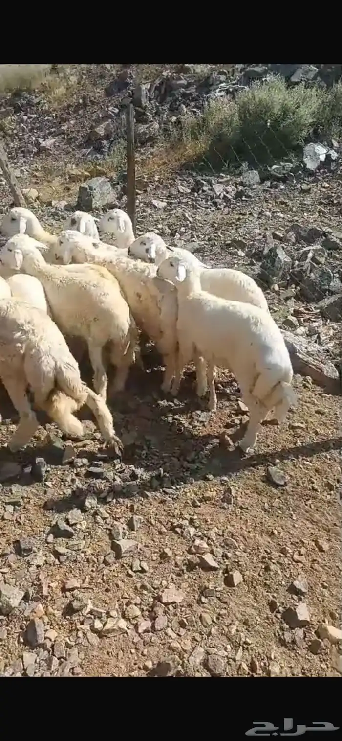 تيوس عوارض وطليان حري 2