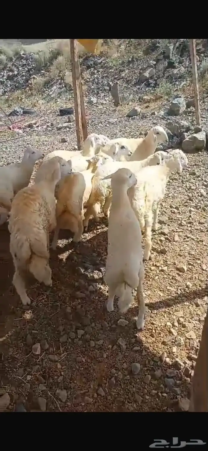 تيوس عوارض وطليان حري 7