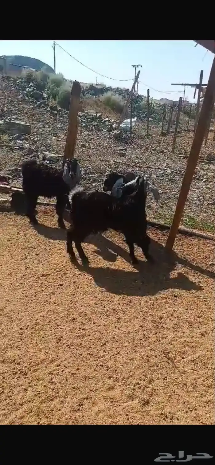 تيوس عوارض وطليان حري 1