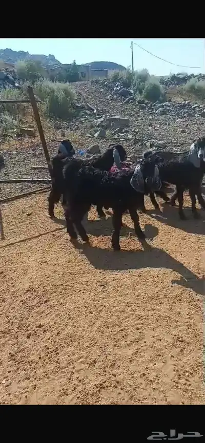 تيوس عوارض وطليان حري 0