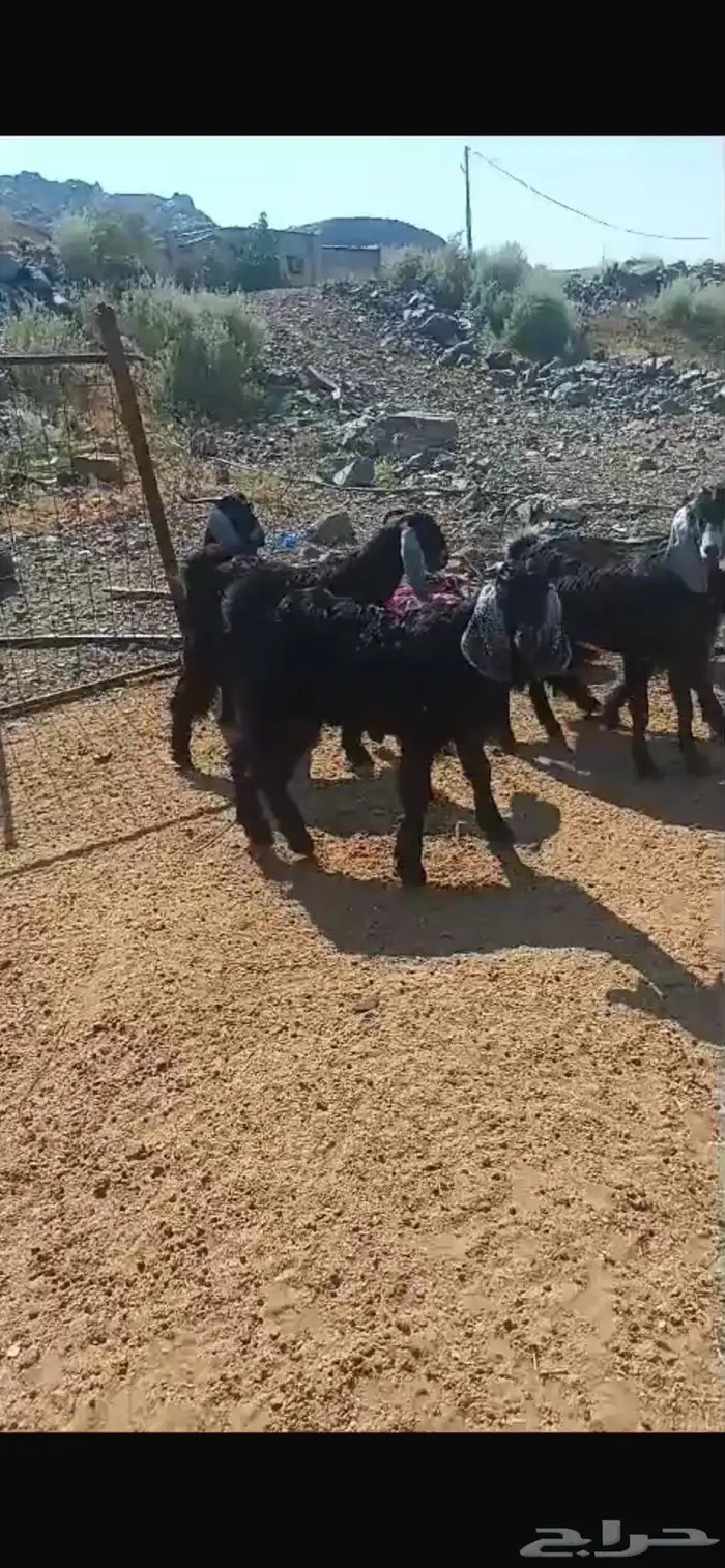 تيوس عوارض وطليان حري 0