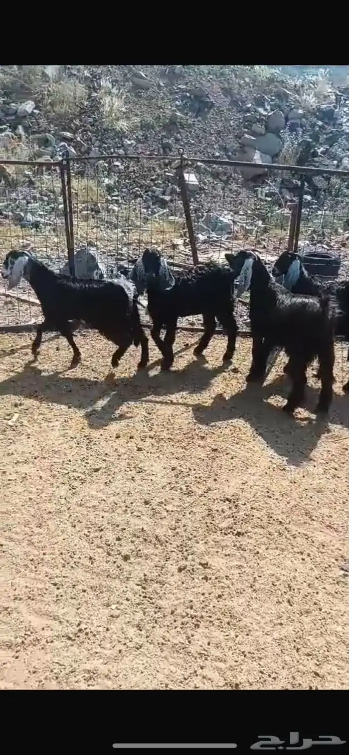 تيوس عوارض وطليان حري 4